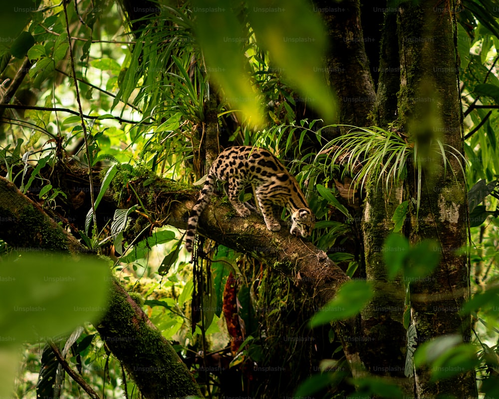 Ein Leopard klettert im Dschungel auf einen Baum