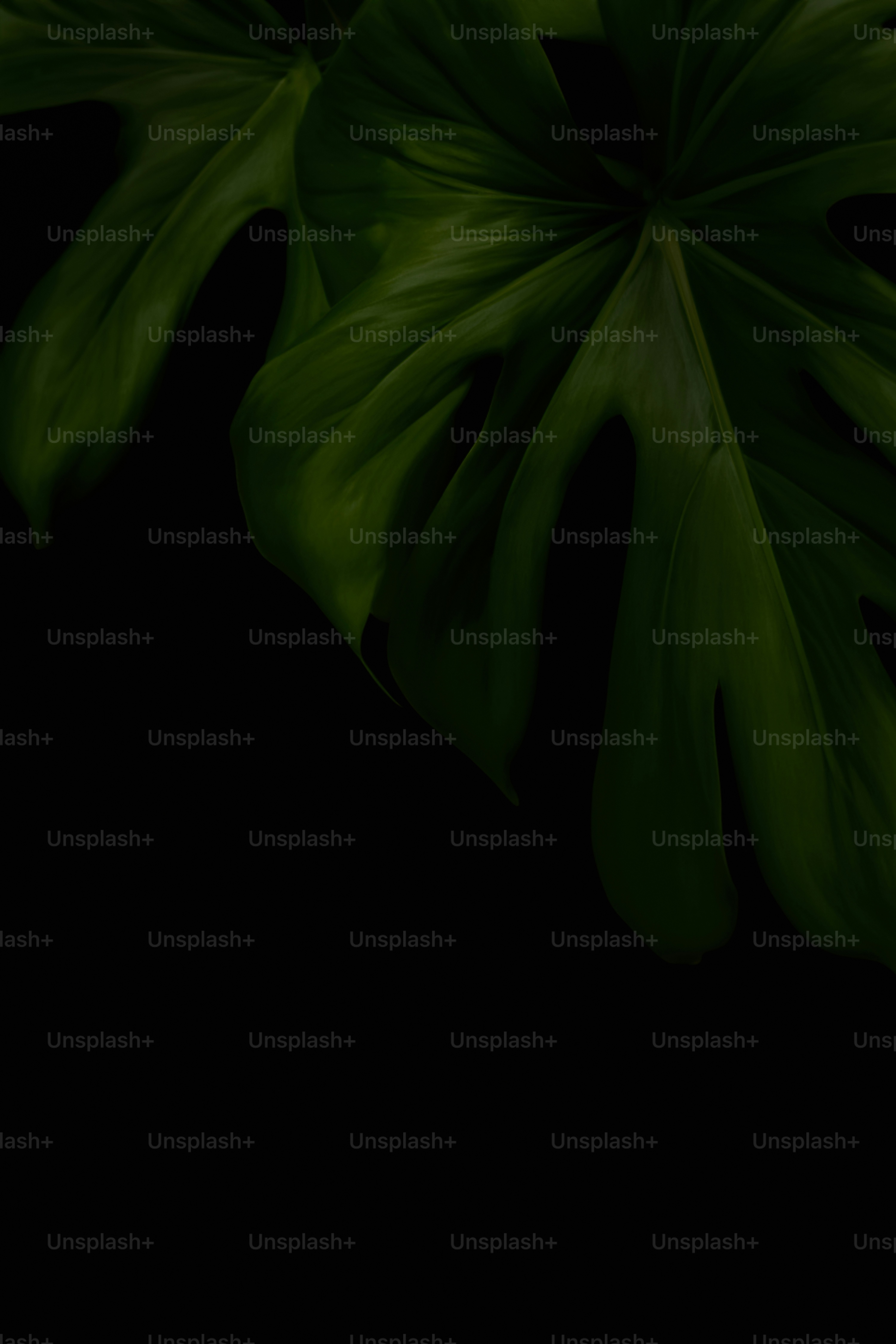 a close up of a green leaf on a black background