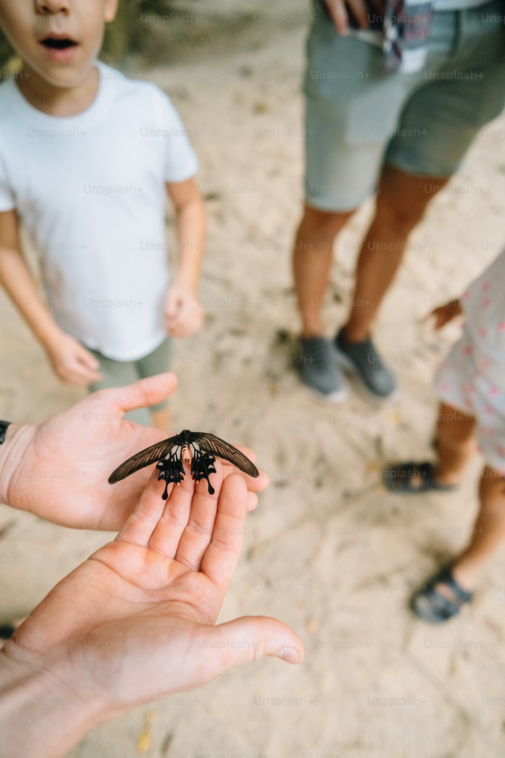 a person holding a small insect in their hand