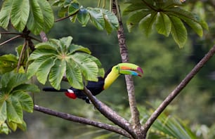 um tucano colorido empoleirado em um galho de árvore