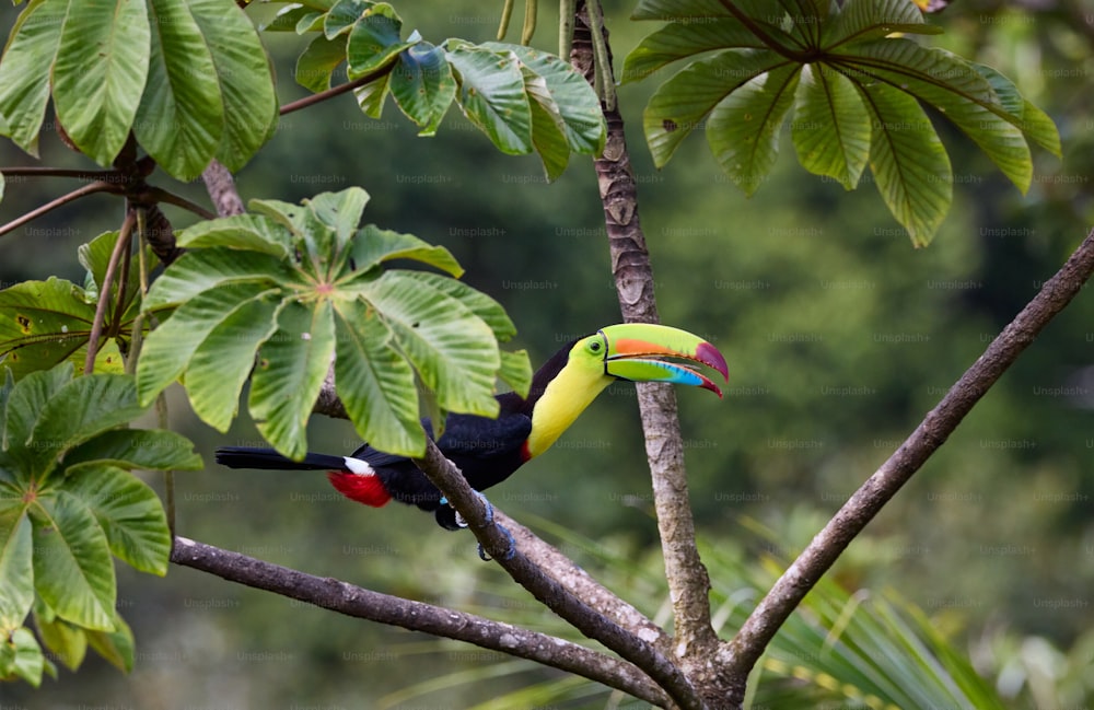 a colorful toucan perched on a tree branch