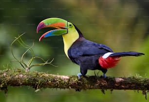 a colorful toucan perched on a tree branch