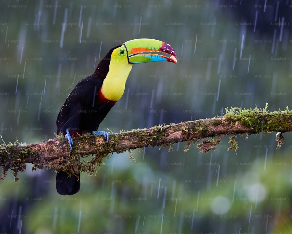 Un toucan assis sur une branche sous la pluie