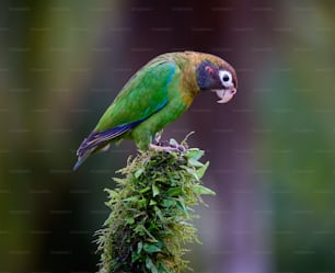 a colorful bird perched on top of a moss covered branch
