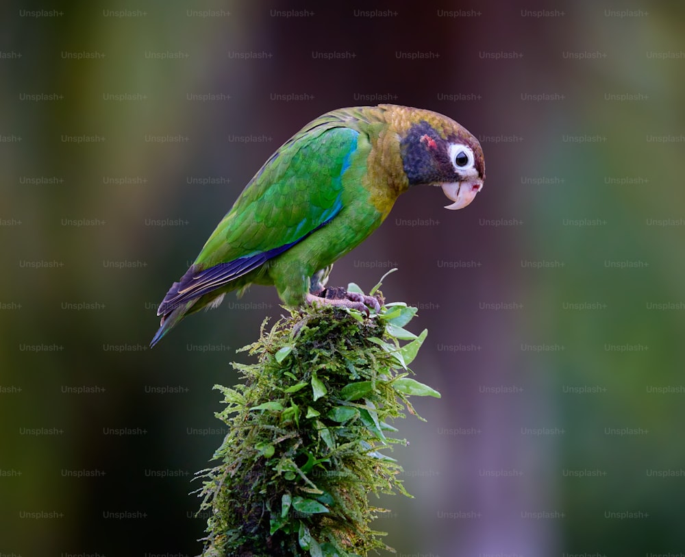 a colorful bird perched on top of a moss covered branch