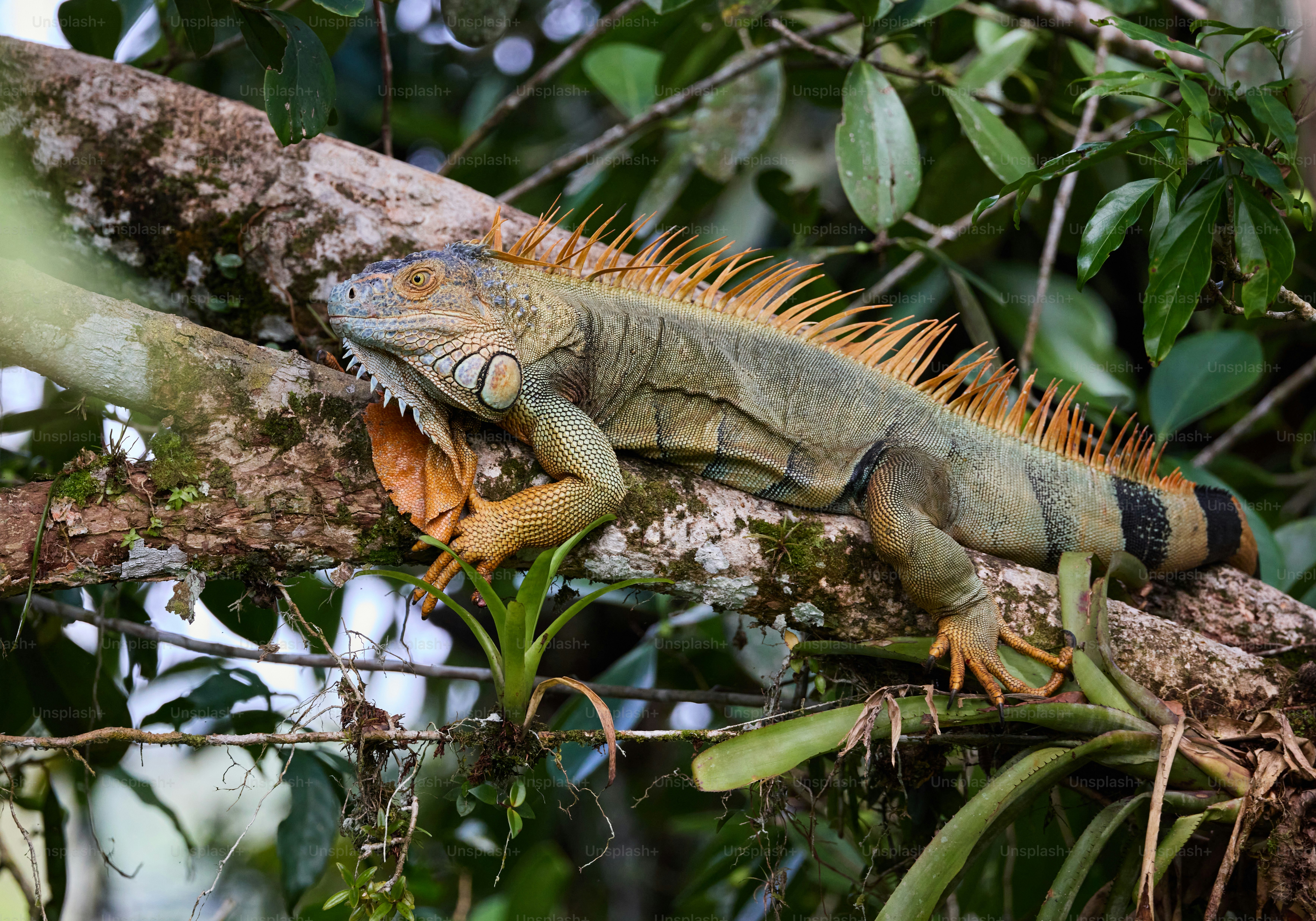 un iguane assis sur une branche dans un arbre