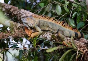 an iguana sitting on a branch in a tree