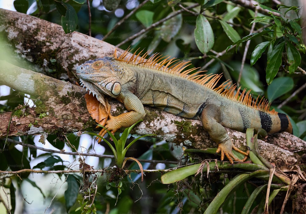 an iguana sitting on a branch in a tree