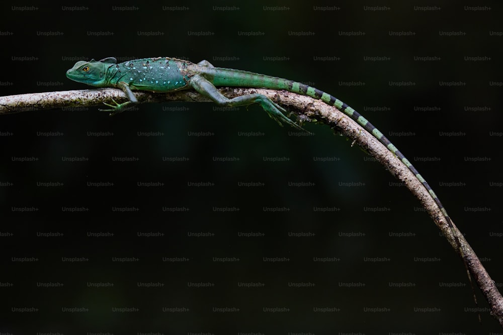 a green lizard sitting on top of a tree branch