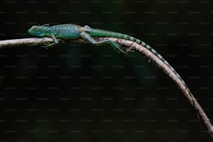 a green lizard sitting on top of a tree branch