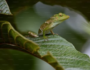 Una rana verde sentada encima de una hoja