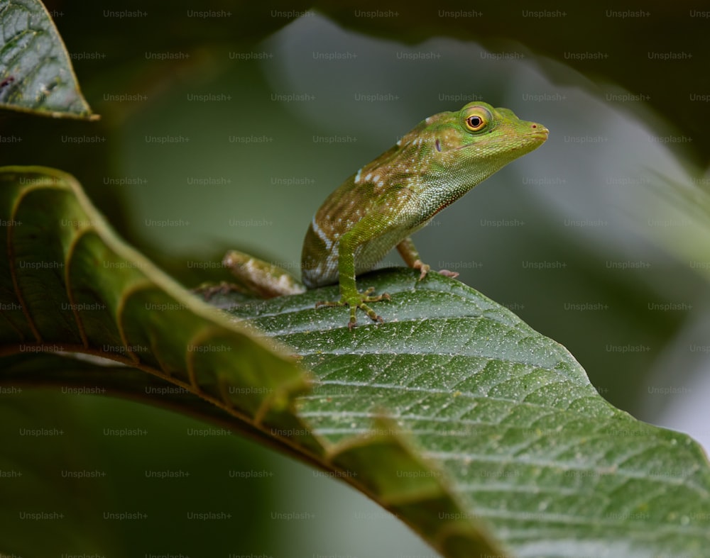 a green frog sitting on top of a leaf