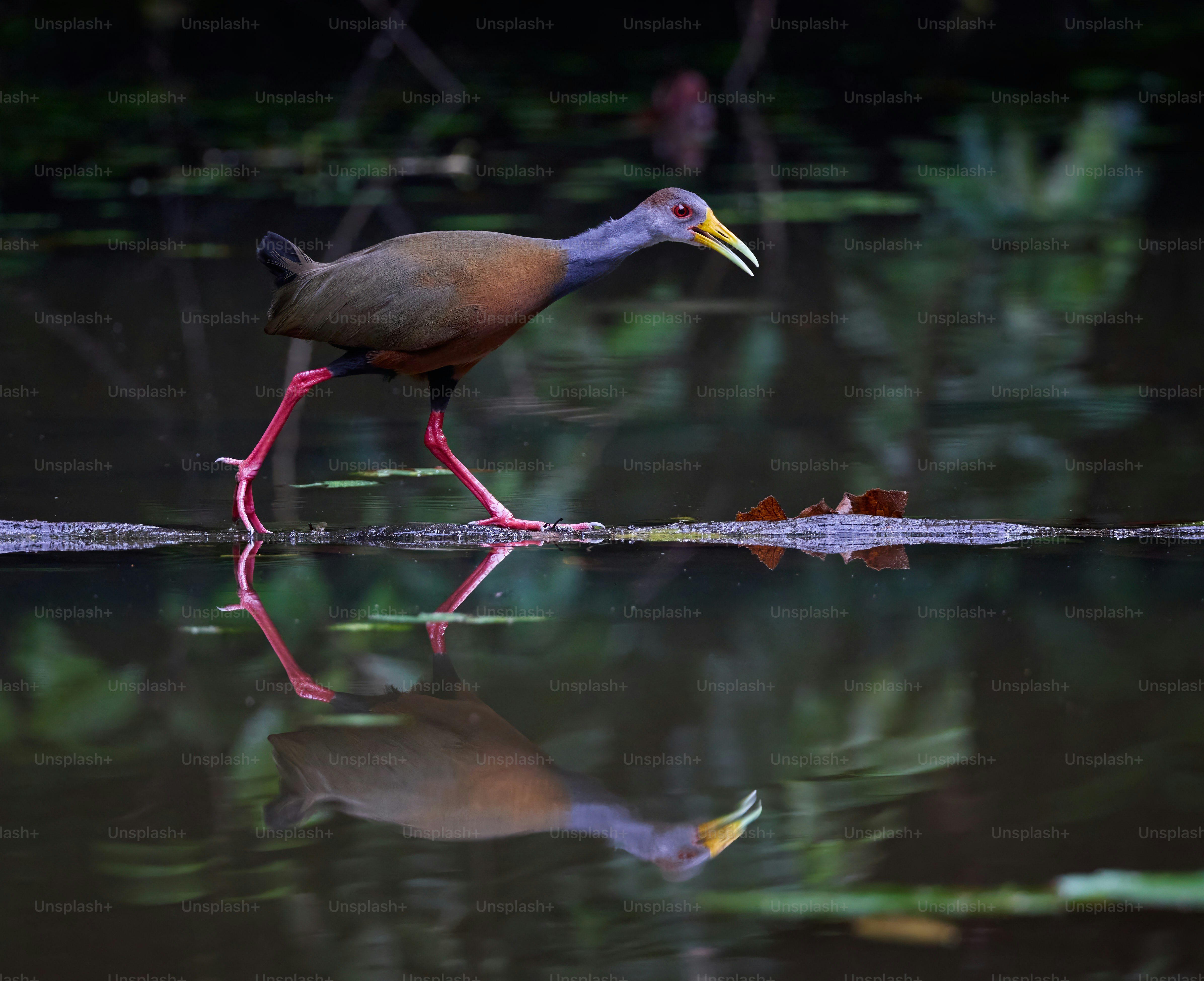 Um pássaro com um bico longo está andando na água
