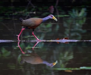 Un pájaro con un pico largo camina en el agua