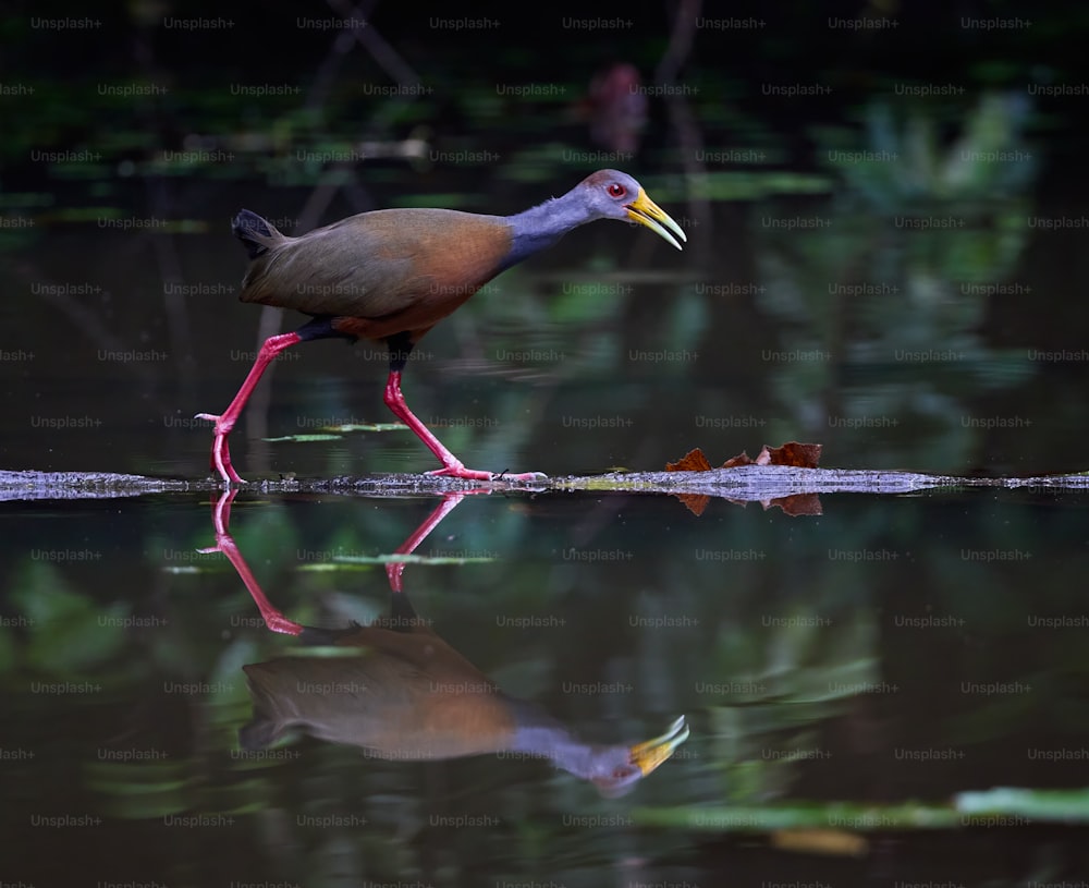 Um pássaro com um bico longo está andando na água