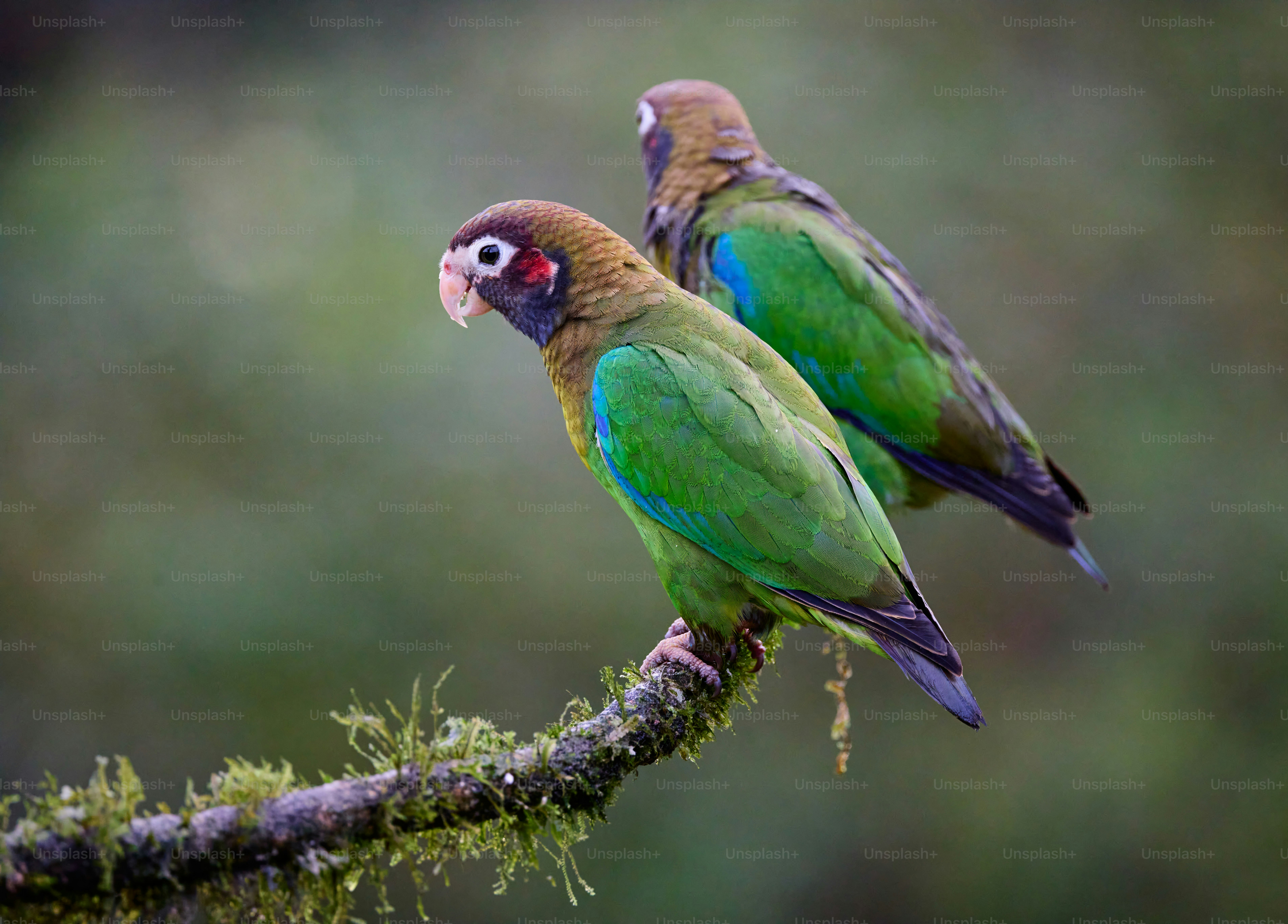 Un couple d’oiseaux verts assis au sommet d’une branche d’arbre