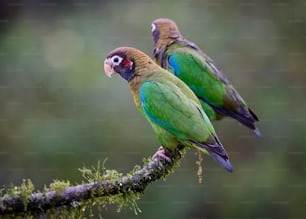 a couple of green birds sitting on top of a tree branch