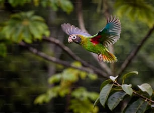 um papagaio colorido voando através de uma floresta cheia de árvores