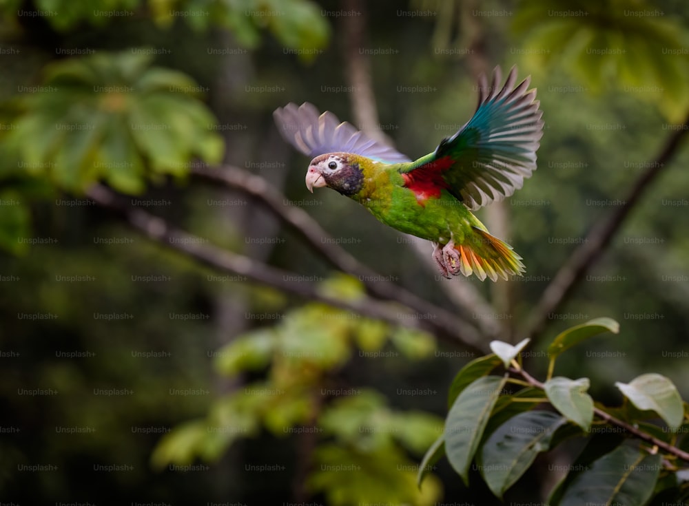 a colorful parrot flying through a forest filled with trees
