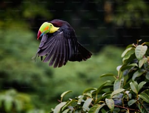 ein bunter Vogel mit gelbem und grünem Schnabel