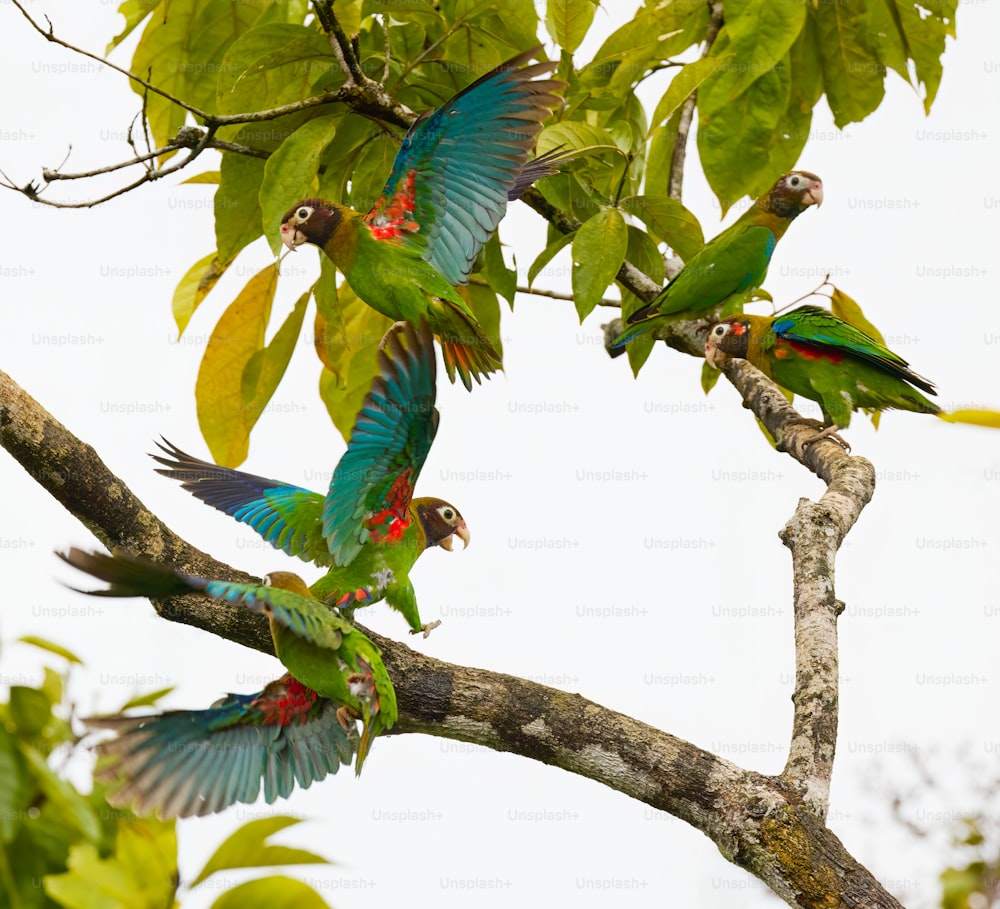 a group of parrots sitting on top of a tree branch