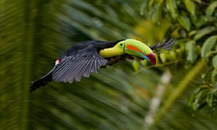 Un uccello di tucano con un becco colorato in volo