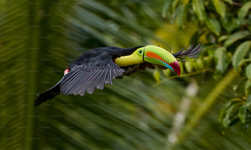 a toucan bird with a colorful beak in flight