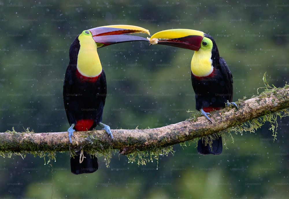 Deux oiseaux colorés assis sur une branche sous la pluie