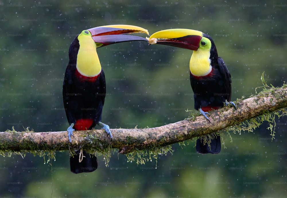 two colorful birds sitting on a branch in the rain