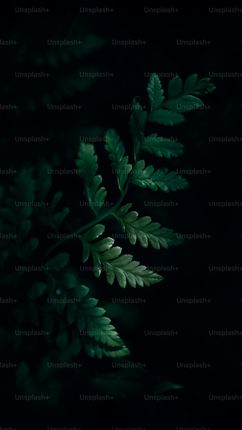 a close up of a green leaf on a black background