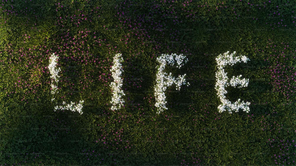 Das Wort Leben, buchstabiert aus Blumen im Gras