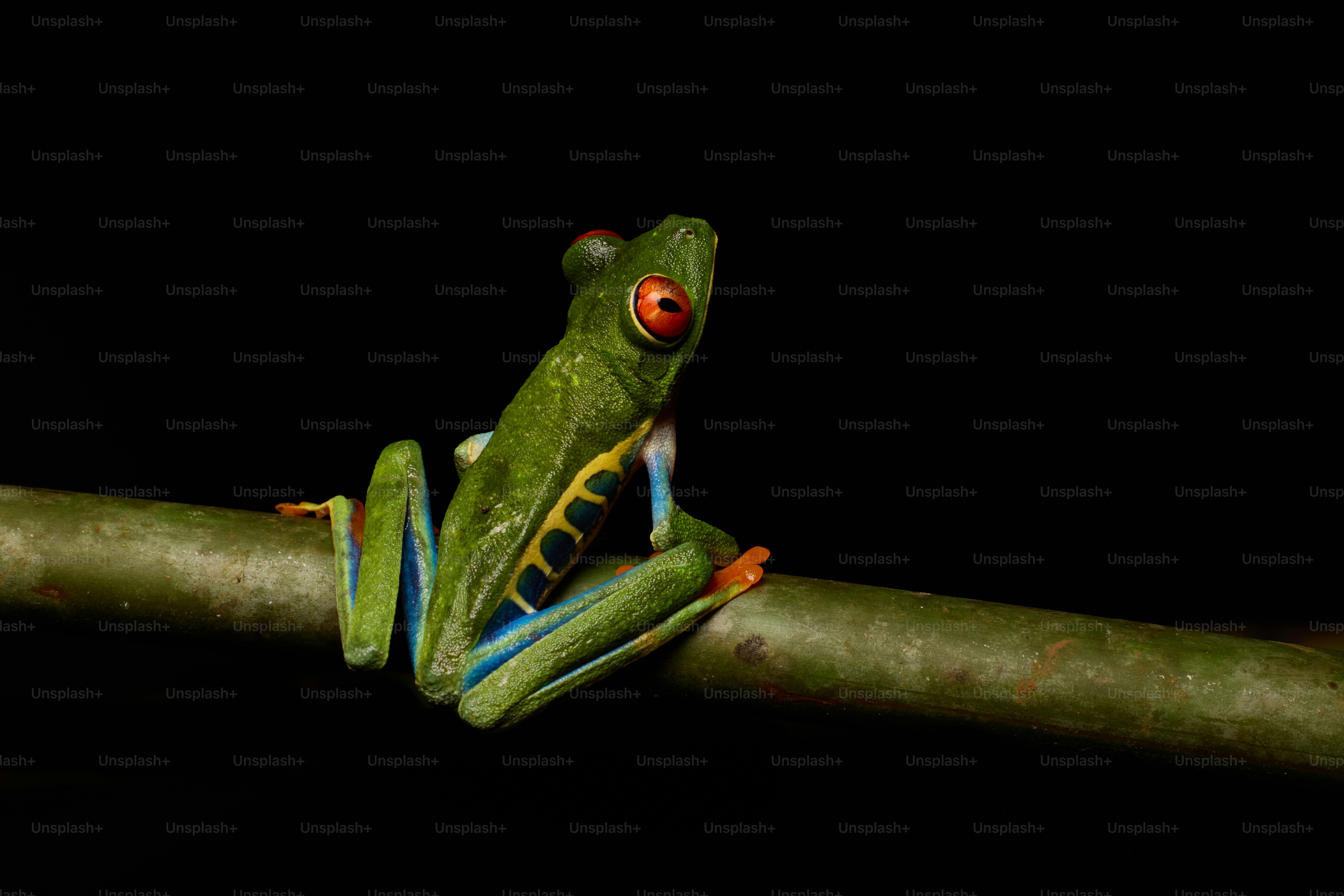 a green frog with red eyes sitting on a branch