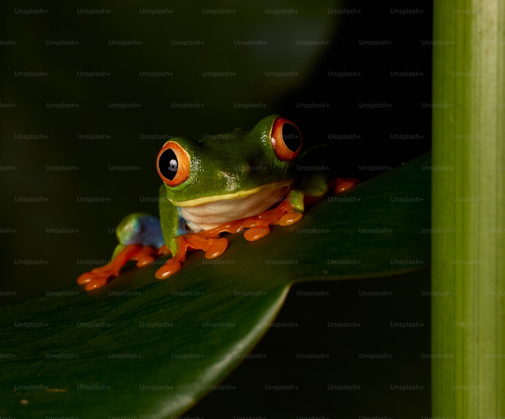 Una rana arborícola de ojos rojos sentada en una hoja