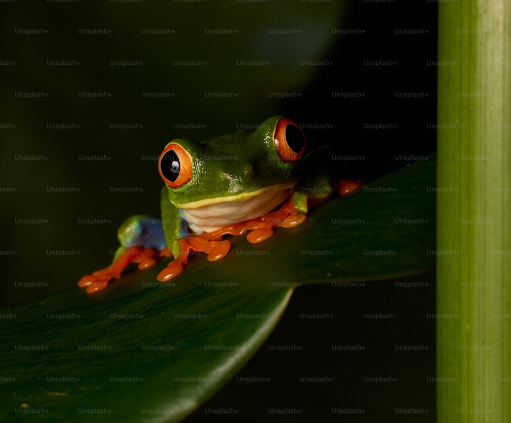 a red eyed tree frog sitting on a leaf