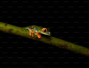 Una rana verde sentada encima de una hoja