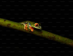 a green frog sitting on top of a leaf