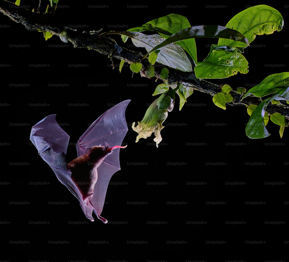 un murciélago colgando boca abajo en la rama de un árbol