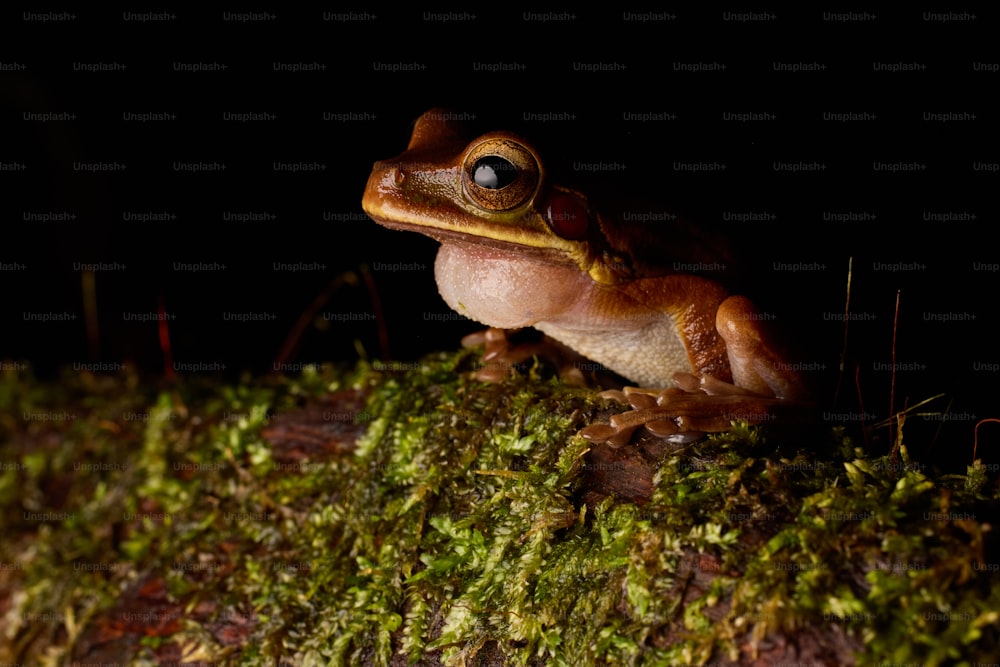 a frog sitting on top of a moss covered ground