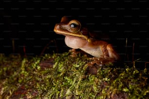 una rana seduta sopra un terreno coperto di muschio