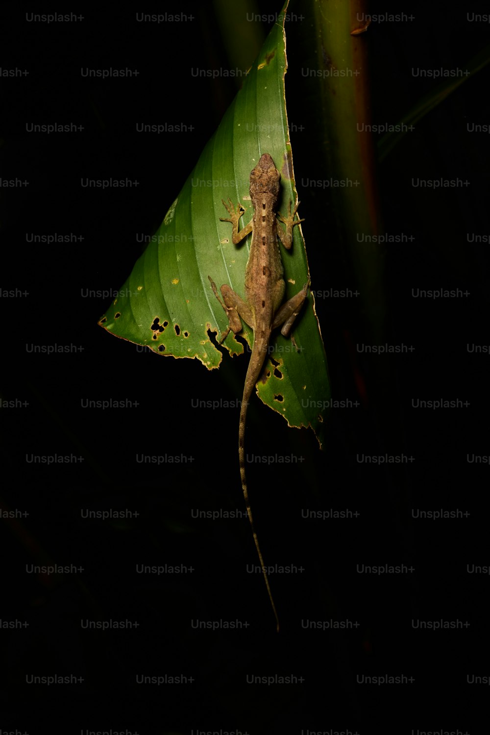 um lagarto está sentado em uma folha no escuro
