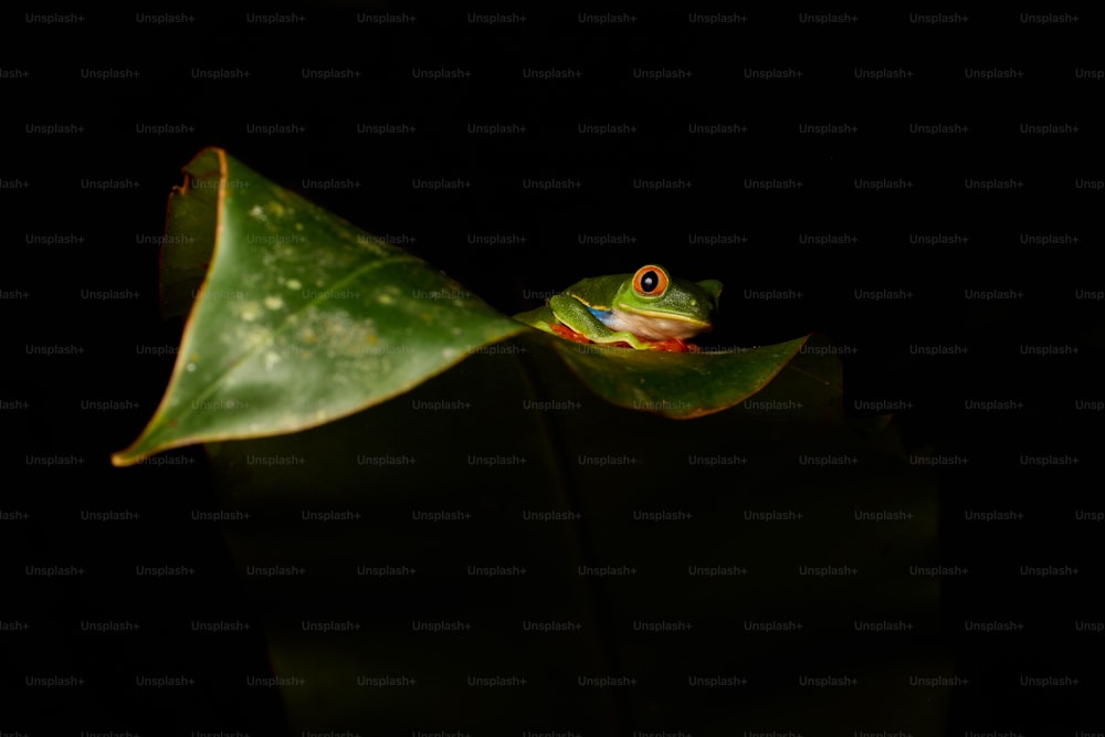 ein frosch, der auf einem grünen blatt sitzt
