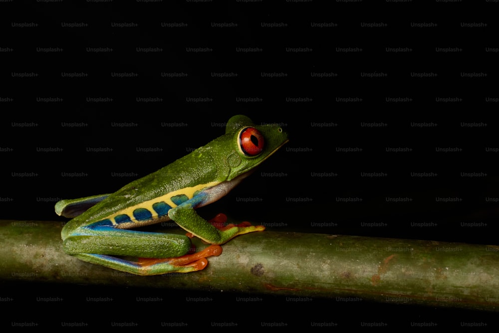 a green frog with red eyes sitting on a branch
