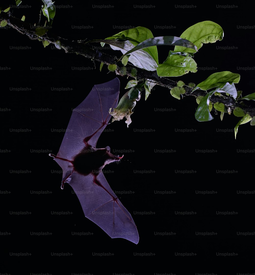 Un murciélago colgando boca abajo en una rama