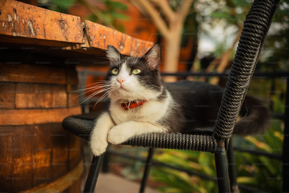 a black and white cat sitting on top of a chair