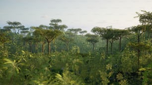 Ein üppig grüner Wald mit vielen Bäumen