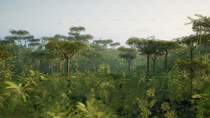 a lush green forest filled with lots of trees