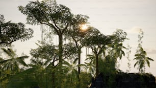 El sol brilla a través de los árboles en la selva