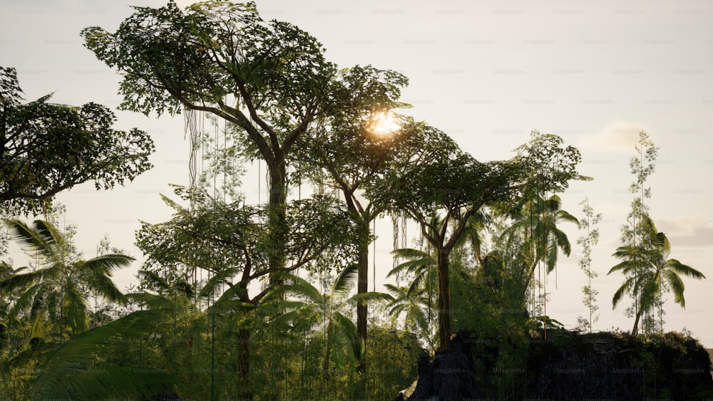 Le soleil brille à travers les arbres dans la jungle