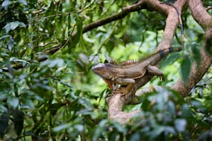 Un gran lagarto sentado en la cima de la rama de un árbol
