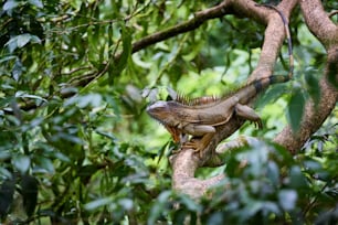 a large lizard sitting on top of a tree branch